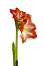 Magnificent red Amaryllis Royalty Free Stock Photo