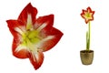 Magnificent red Amaryllis Royalty Free Stock Photo