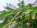 View of red ants happily gathered together