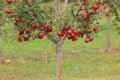 View of red apples on a branch with green leaves. Ripe fruits in the garden are ready for harvest. Red apples on a background of Royalty Free Stock Photo