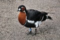 A view of a Red Breasted Goose Royalty Free Stock Photo