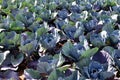 View of red cabbages cultivation Royalty Free Stock Photo