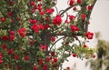 VIEW OF A RED CLIMBING ROSE FLOWERING ON A METAL STRUCTURE Royalty Free Stock Photo