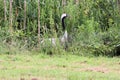A view of a Red Crowned Crane Royalty Free Stock Photo