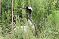 A view of a Red Crowned Crane Royalty Free Stock Photo