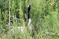 A view of a Red Crowned Crane Royalty Free Stock Photo