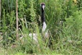 A view of a Red Crowned Crane Royalty Free Stock Photo