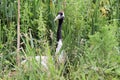 A view of a Red Crowned Crane Royalty Free Stock Photo