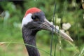 A view of a Red Crowned Crane Royalty Free Stock Photo