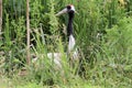 A view of a Red Crowned Crane Royalty Free Stock Photo