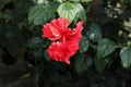 View of a red double layered Hawaiian hibiscus flower bloom in the garden