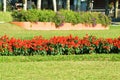 View Of Red-flowered Salvia Splendens Plants Growing In Rows Along The Garden In The Midst Of The Morning Sunlight Royalty Free Stock Photo