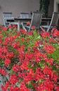 View of red flowers and terasse chairs. Royalty Free Stock Photo