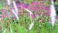 A view of red flowers and white flowers in Jakarta Indonesia, one of the plants that are sold cheaply