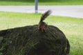 A red fluffy squirrel on a rock in park. Royalty Free Stock Photo