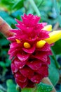 View of red inflorescence with yellow flower costus comosus, ginger. Royalty Free Stock Photo