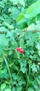 A view of a red jungle fruit in a rural setting in Sri Lanka. A green vision.