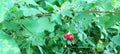 A view of a red jungle fruit in a rural setting in Sri Lanka. A green vision.