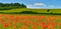 View of red poppies in summer countryside,Germany