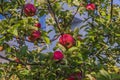 View of red rape apples on apple tree. Nature backgrounds concept Royalty Free Stock Photo