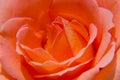 View of red rose up close. Royalty Free Stock Photo