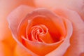 View of red rose up close. Royalty Free Stock Photo