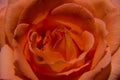 View of red rose up close Royalty Free Stock Photo