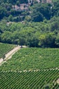 View on red or rose wine grapes vineyards in France, Vaucluse, G