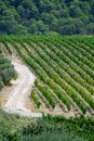 View on red or rose wine grapes vineyards in France, Vaucluse, G