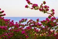 View of the Red Sea and southern pink flowers at the resort of Sharm El Sheikh in Egypt Royalty Free Stock Photo