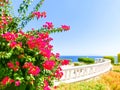 View of the Red Sea and southern pink flowers at the resort of Sharm El Sheikh in Egypt Royalty Free Stock Photo