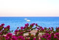 View of the Red Sea and southern pink flowers at the resort of Sharm El Sheikh in Egypt Royalty Free Stock Photo