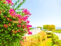 View of the Red Sea and southern pink flowers at the resort of Sharm El Sheikh in Egypt Royalty Free Stock Photo