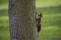 View on a red squirrel on a tree in a park Royalty Free Stock Photo