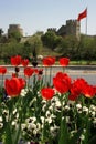 A view of red tulips by the road opposite historical Topkapi City Walls, in Istanbul in spring time.