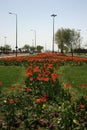 A view of a red tulips in between the two way street in Istanbul city