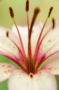 View of red and white flower up close Royalty Free Stock Photo