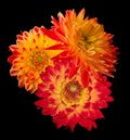 Beautiful colourful red and yellow Dahlias Royalty Free Stock Photo