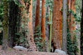 Redwood Trees in Sequoia National Park