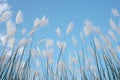 view Reed flower against bright blue sky Phragmites australis bottom view