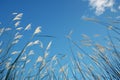 view Reed flower against bright blue sky Phragmites australis bottom view