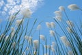 view Reed flower against bright blue sky Phragmites australis bottom view