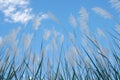view Reed flower against bright blue sky Phragmites australis bottom view