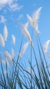 view Reed flower against bright blue sky Phragmites australis bottom view