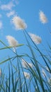 view Reed flower against bright blue sky Phragmites australis bottom view