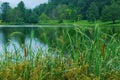 A View of reeds by Abbott Lake, Peaks of Otter Royalty Free Stock Photo