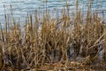 A View of Reeds by Carvin Cove Reservoir