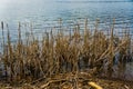 A View of Reeds by Carvin Cove Reservoir