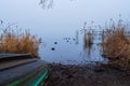 View of reeds and floating ducks on the lake with an abandoned rusty boat on the shore