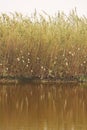 REFLECTION OF REEDS AND WEAVER`S NESTS IN WATER